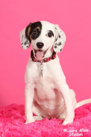 Wag Pet and Family Photo Day Saturday, November 23