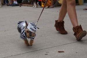 Bad Dog Costume Contest at Wag Natural Pet Market 2012 Bad Dog Costume Contest at Wag Natural Pet Market 2012