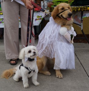 Bride and Groom Dog Costume Contest Wag Natural Pet Market 2012 Bride and Groom at Wag-o-Ween, Wag Natural Pet Market 2012