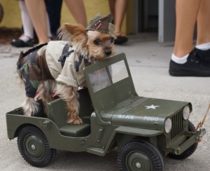 GI Jane Dog Costume Contest at Wag Natural Pet Market GI Jane Dog Costume Contest at Wag-O-Ween