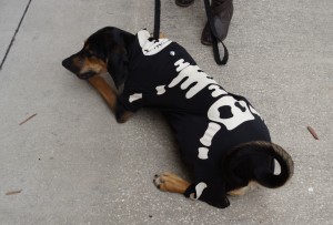 Skeleton Dog Costume Contest at Wag Natural Pet Market 2012 Skeleton Dog Costume Contest at Wag Natural Pet Market 2012
